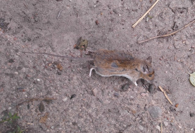 Maus 10.07.2019 b.jpg