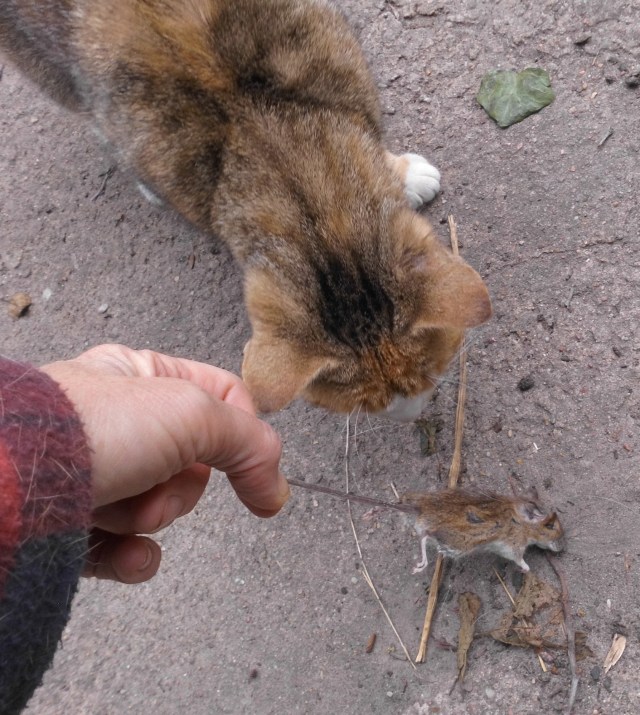 Maus 10.07.2019 c.jpg