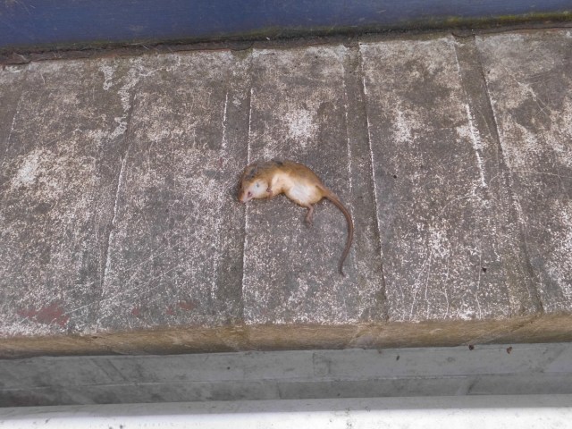 Maus auf der Fensterbank 14.08.2019 b.jpg