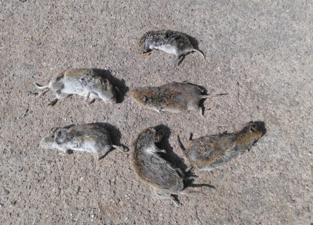 Mäuse 30.07.2019.jpg