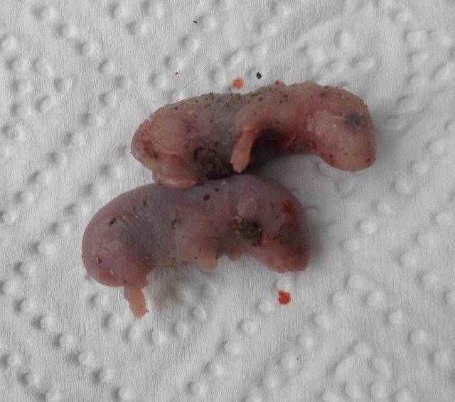 Mäusebabys 14.07.2019 a.jpg