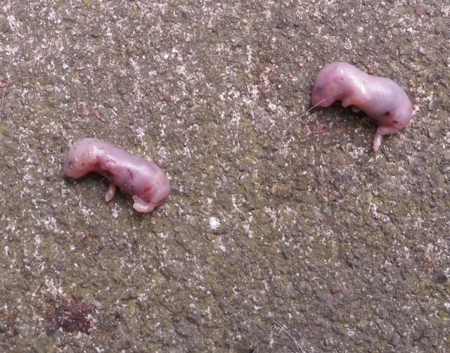 Mäusebabys 14.07.2019 b