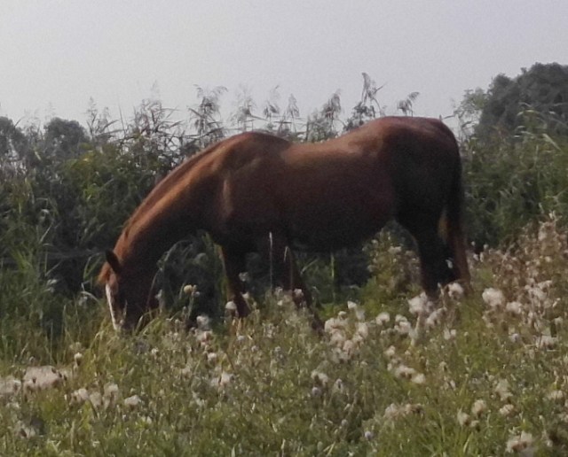 Miranda 26.08.2019 h.jpg