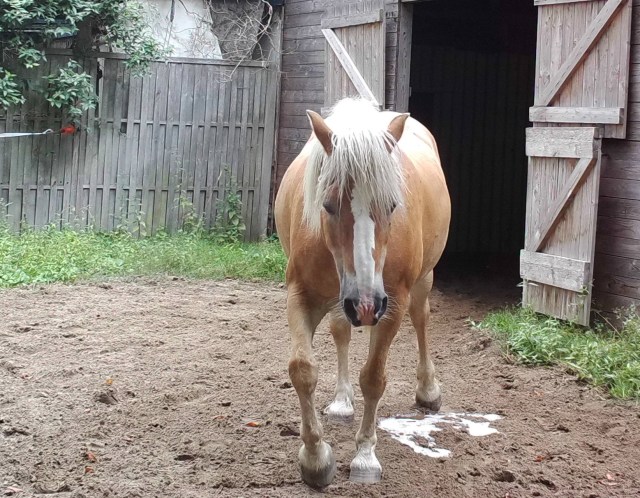 Nielsson pinkelt 03.08.2019 a.jpg