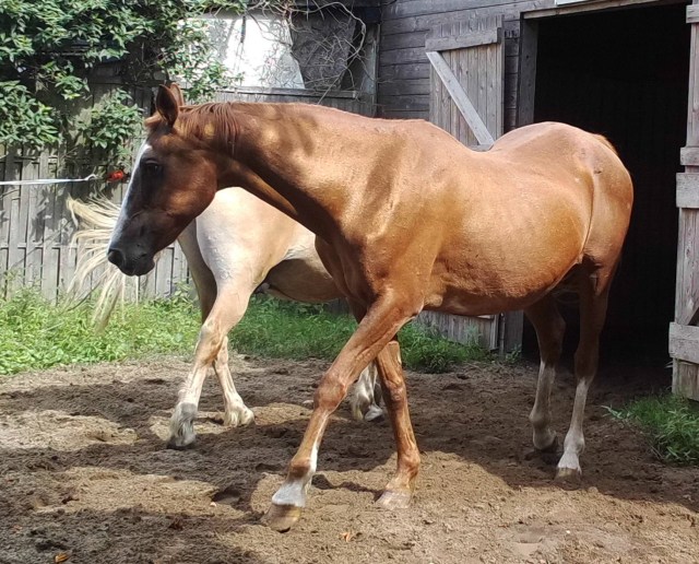 Pferde 03.08.2019 b.jpg