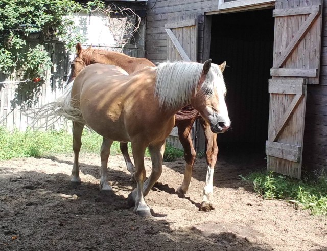 Pferde 03.08.2019 e.jpg