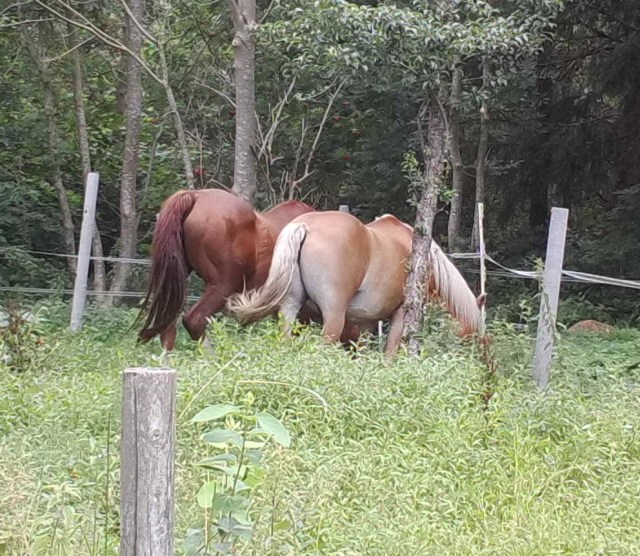 Pferde 05.08.2019 b.jpg