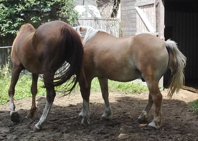 Pferde 31.07.2019 j.jpg