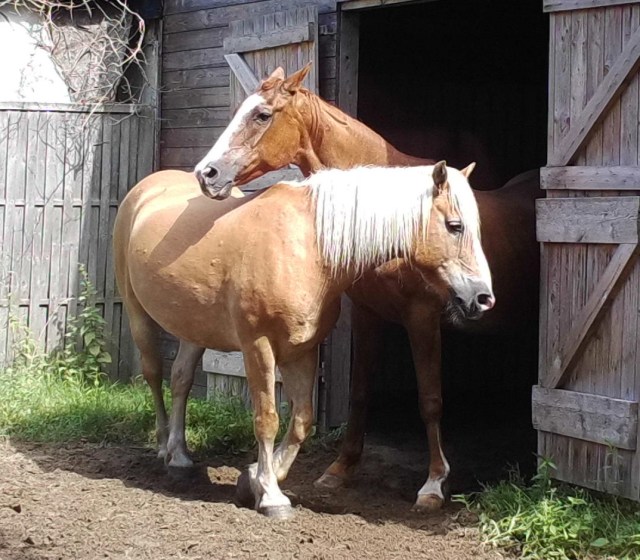 Pferde 31.07.2019 n.jpg