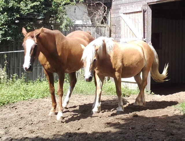 Pferde 31.07.2019 v.jpg