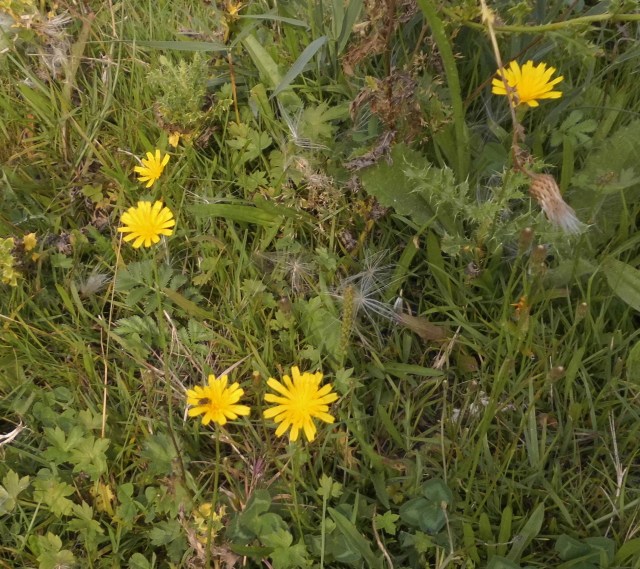 Wiesen-Bocksbart 26.08.2019 a.jpg