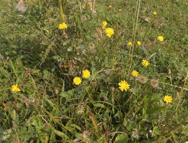 Wiesen-Bocksbart 26.08.2019 b.jpg