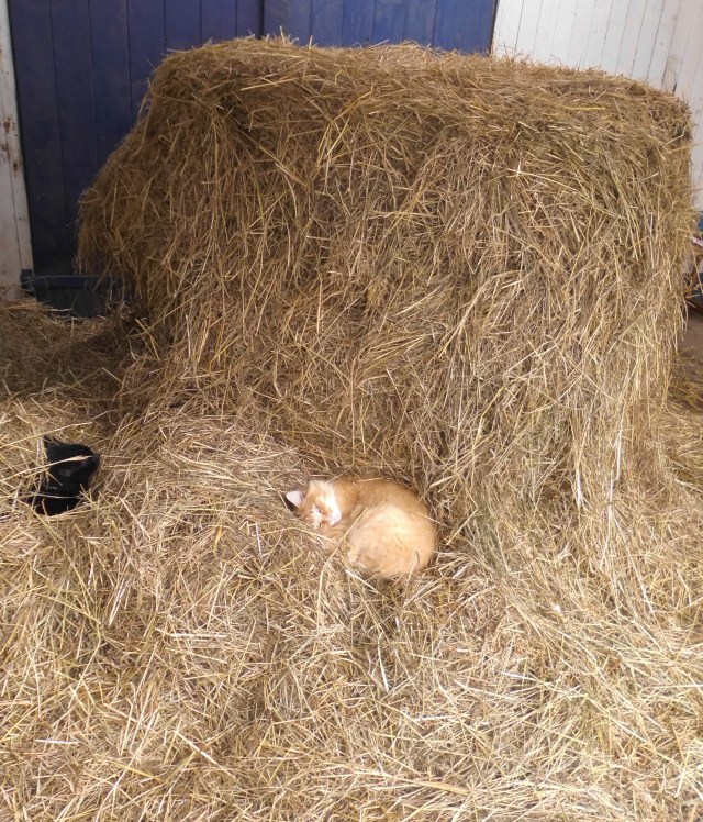 Heu mit Streuner 18.10.2019 a.jpg