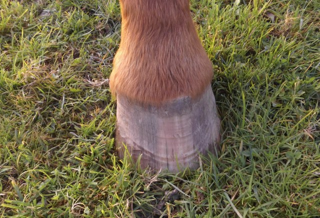 Huf Miranda 10.10.2019 a.jpg