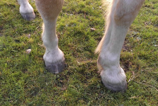 Huf Nielsson 10.10.2019.jpg