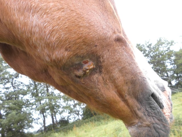 Miranda Wunde 20.06.2019 a.jpg