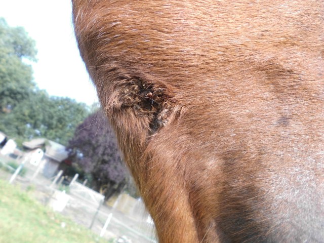 Miranda Wunde 26.08.2019.jpg