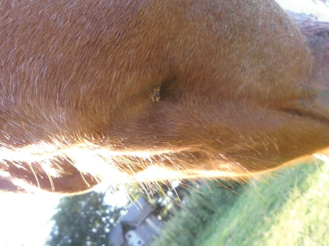 Mirandas Wunde 21.07.2019 c.jpg