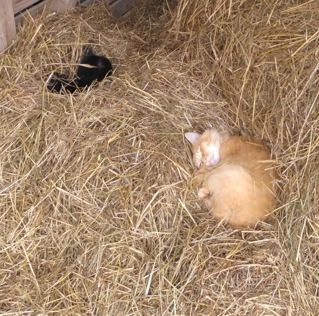 Streuner im Heu 18.10.2019 a.jpg