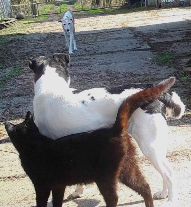 Campa Baghira Chica 07.04.2019 a