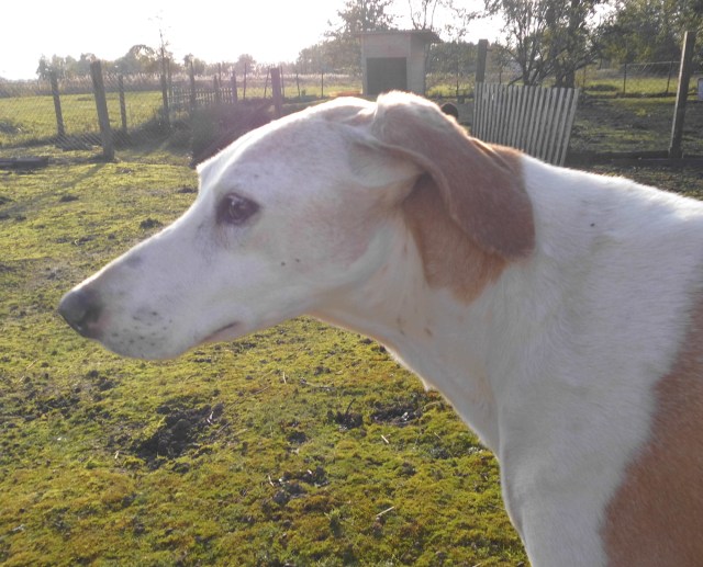 Chica 26.10.2019 a.jpg