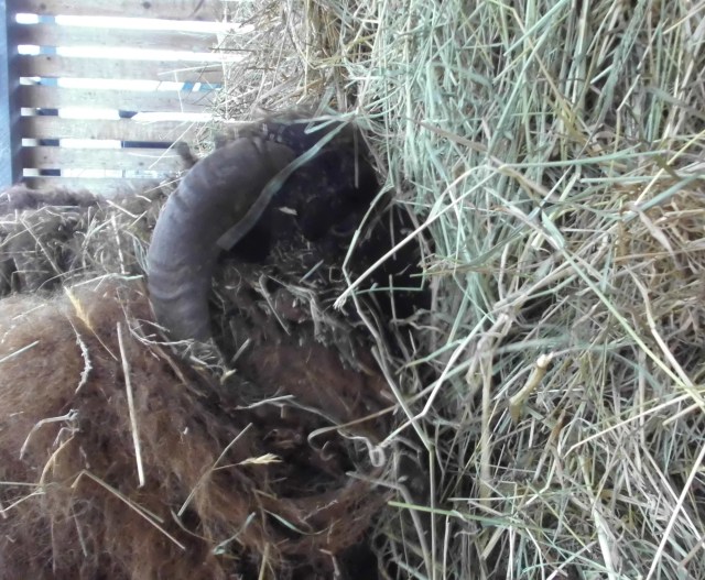 Heu 28.11.2019 c.jpg