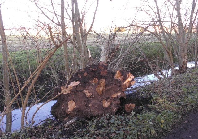 Baum 15.12.2019 a.jpg