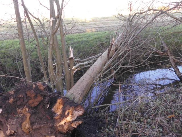 Baum 15.12.2019 c.jpg