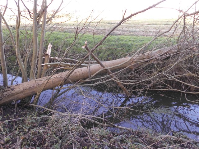 Baum 15.12.2019 d.jpg