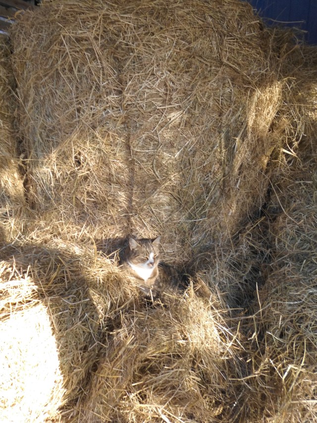 Carry im Heu 15.12.2019 a.jpg