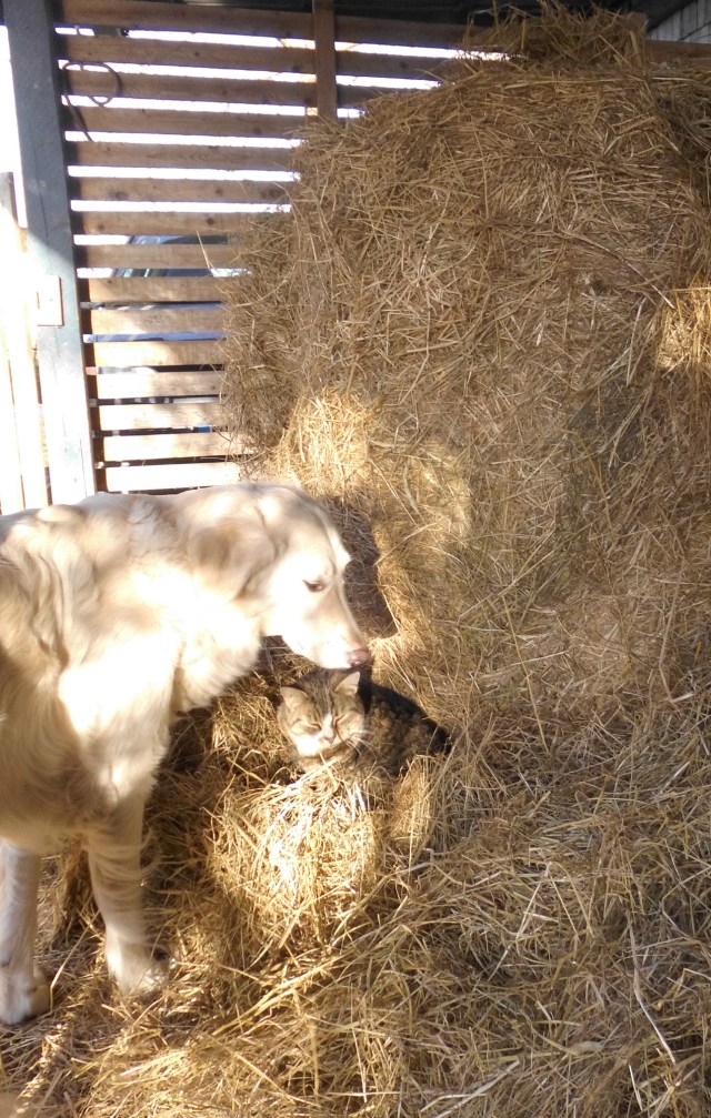 Carry im Heu 15.12.2019 b.jpg