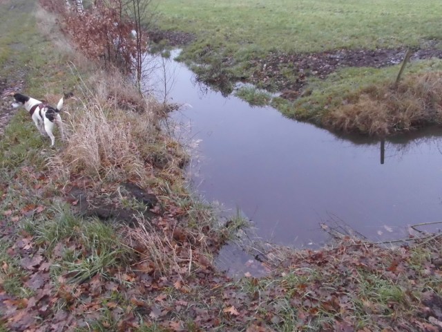 Graben ist voll 12.12.2019 b.jpg