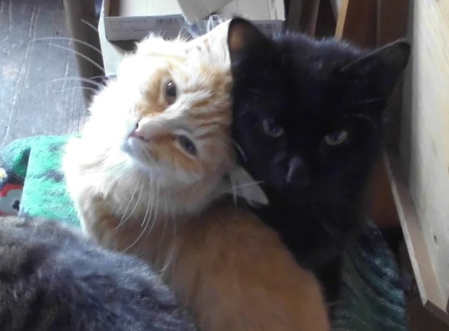 Katzen 05.04.2019 c.jpg