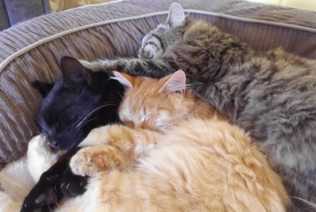 Katzen 09.03.2019 a.jpg