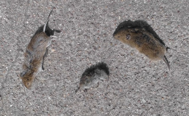 Mäuse 23.08.2019.jpg