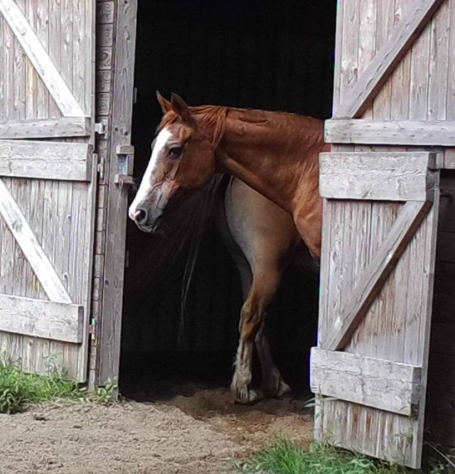 Pferde 03.08.2019 o.jpg