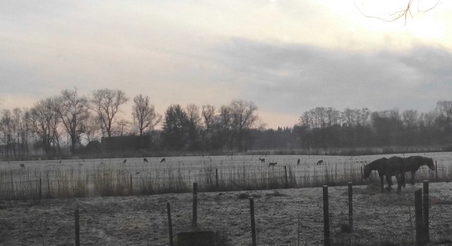 Pferde und Rehe 28.12.2019.jpg