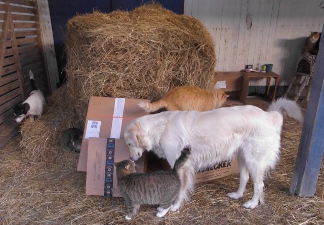 Tiere und Pakete 1.jpg