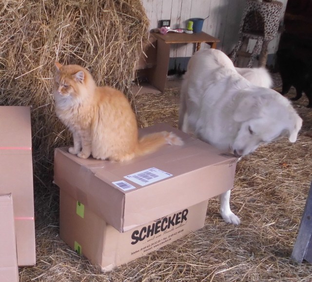 Tiere und Pakete 2.jpg