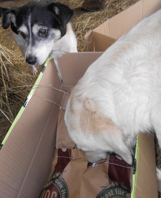 Tiere und Pakete 5.jpg