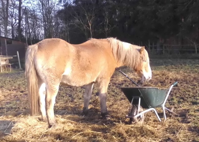 Nielsson 19.12.2019 a