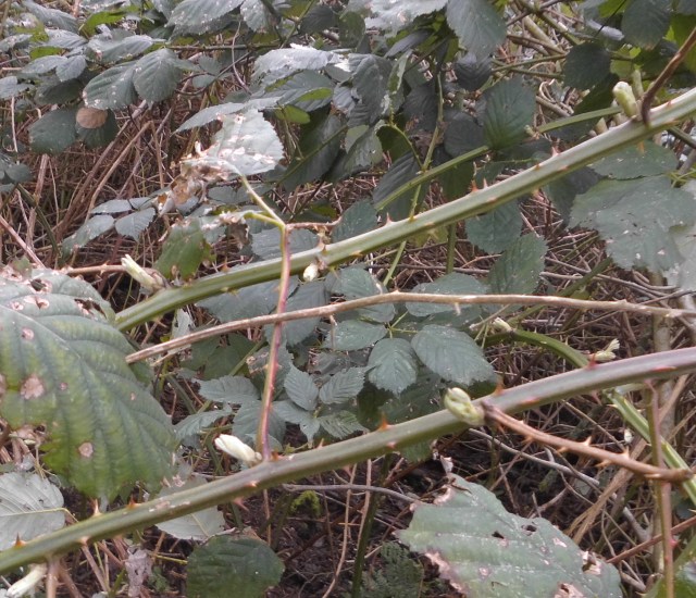 Brombeere 24.02.2020