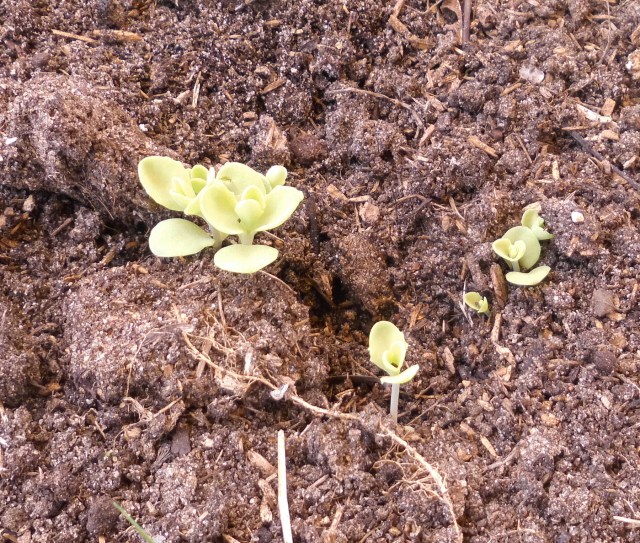 Fetthenne 24.02.2020