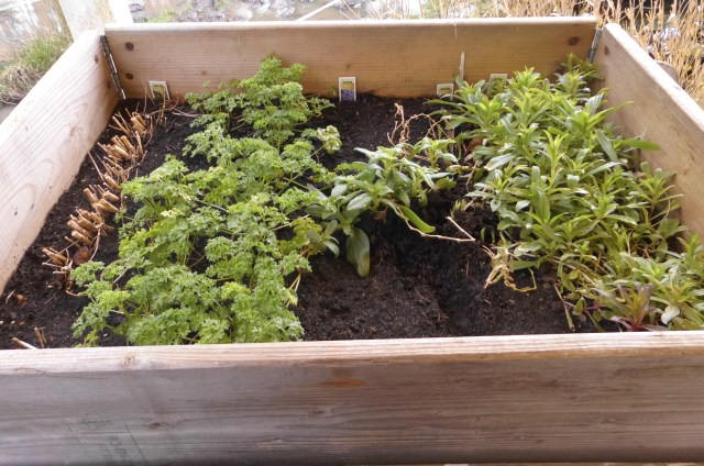 Gemüsebeet 24.02.2020