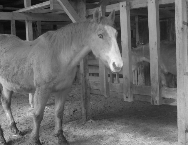 Im Stall 09.01.2018-c