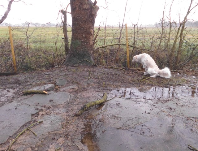 Nach Orkan a 11.02.2020