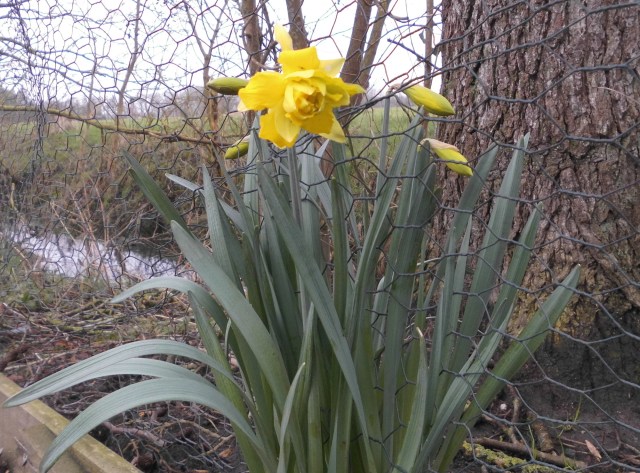 Narzissen 24.02.2020