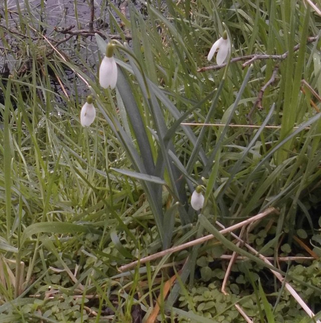 Schneeglöckchen 24.02.2020
