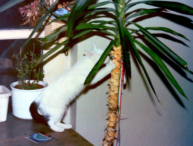 tonndorf Dshini Baby Palme 1