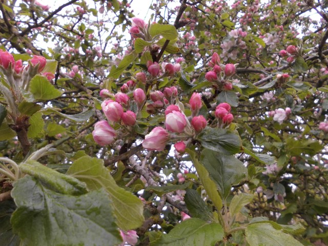 Apfelblüte 29.04.2020 a